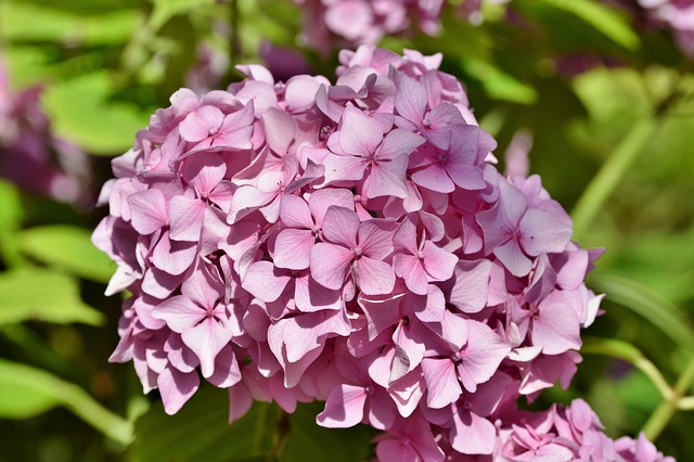 hortensje