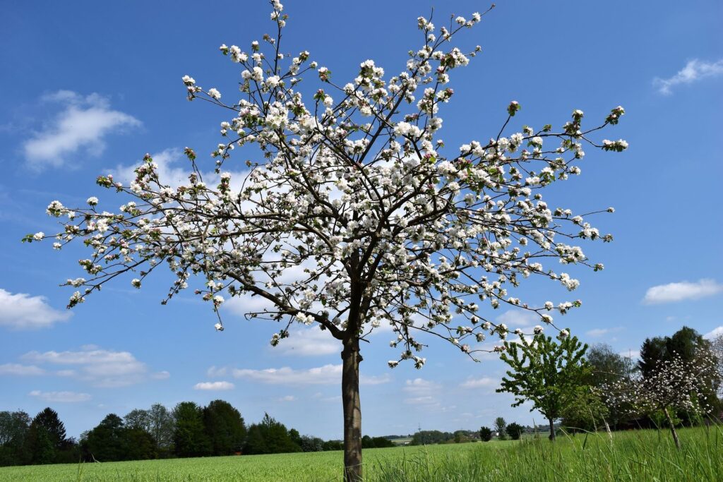 Sadzenie drzewek owocowych wiosną